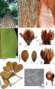 Image result for Manilkara