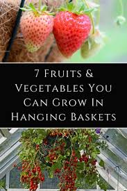 7 Fruits Vegetables You Can Grow In Hanging Baskets Plants For Hanging Baskets Planting Vegetables Hanging Baskets Diy