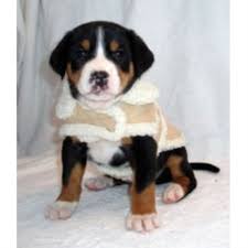 Maybe you would like to learn more about one of these? Cherished Swissies Greater Swiss Mountain Dog Breeder In Waynesville Ohio
