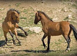 Wildlife Authorities Say Wild Horses Not Endangered No Difference Between Wild And Domesticated Horses Straight From The Horse S Heart