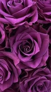 A wide variety of buy wholesale flowers options are available to you, such as material, commercial buyer, and occasion. Sr2bkc4j K4y0m