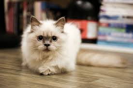 Последние твиты от the cat clinic (@catclinic60048). Find A Veterinarian Near You Animal Medical Center Of Seattle Directory