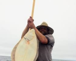 Gambar Halibut fish