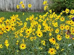 Image result for Helianthus angustifolius