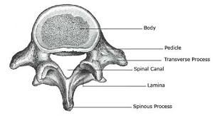 Cheek bone (zygoma) upper jaw (maxilla). Lumbar Spine Lower Back Anatomy Function Problems Vertebra Disc