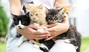 Steriliser, abriter, soigner, securiser, nourrir Archives Des Chats Libres De Toulouse Journal Diagonale