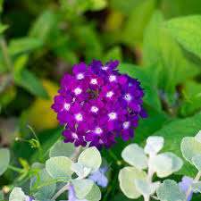 Purple flowers not only look royal, but they also add a touch of spirituality and creativity to the garden. 16 Purple Perennials For Never Ending Beauty Gardening