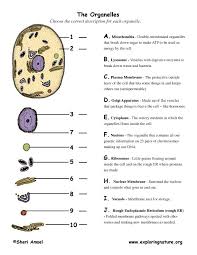 cell organelle matching science cells teaching biology