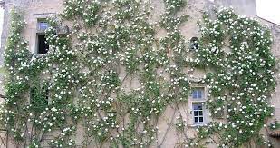 historique jardin de william christie rosier grimpant jardins terrasse jardin