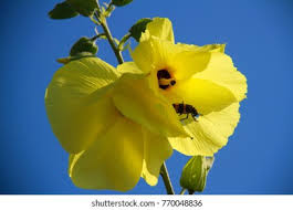 Image result for Hibiscus dongolensis