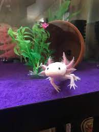 The Basics Of Axolotl Care Axolotl Care Axolotl Axolotl Pet
