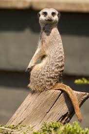 A Visit To Twycross Zoo Cat Illnesses Zoo Meerkat