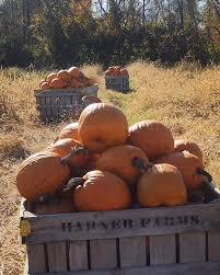 Harvest season is coming to an end! Haunted corn maze tuesday and wednesday  nights! Apple picking daily Corn maze daily Pumpkins Apples Fresh apple  cider Haunted store