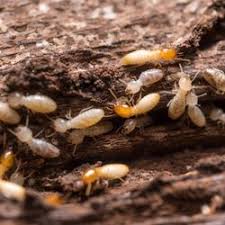 We have a good variety of service choices out there for each tormentor and insect control. Pest Control In Smith Mountain Lake Yelp