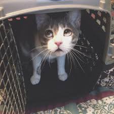44 Cat Reactions That Perfectly Sum Up Your Job Funny Animals Funny Animal Pictures Cats