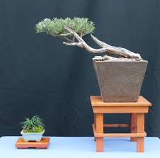 Image result for rosemary bonsai