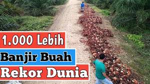 Penganiayaan fisik dan psikis serta gaji tak pernah dibayarkan pihak perusahaan dialami oleh buruh asal niar tersebut. Gaji Pekerja Sawit Kalimantan Bikin Ngiler Youtube