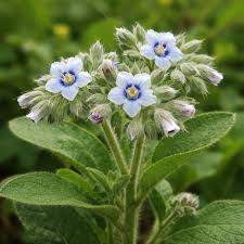 Image result for Trichodesma