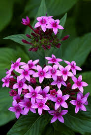 Pentas egyptian star flower, egyptian star cluster care. 64 Egyptian Star Cluster Flowers Ideas In 2021 Flowers Star Cluster Plants