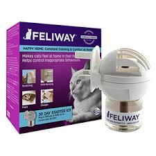Separation anxiety can be a huge problem for dog owners. Understanding Separation Anxiety In Cats Medicanimal Com