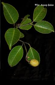 Image result for Elaeodendron
