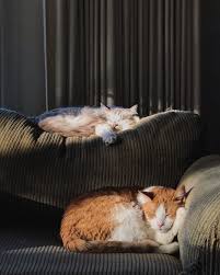 Cat grooming mobile pet grooming near me. Mobile Cat Grooming Near Me Guardian Grooming