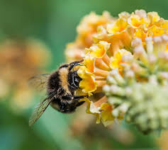 Berry plants offer a plethora of flowers in a small area. Bees Love Blue Fluorescent Light And Not Just Any Wavelength Will Do College Of Science Oregon State University