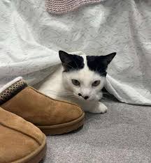 Image result for kitler