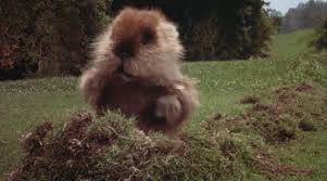 9 caddyshack quotes i use everyday as a dad. Gopher Dance Caddyshack Gif Caddyshack Gopherdance Cutegopher Discover Share Gifs Caddyshack Gopher Gopher Cool Gifs