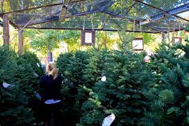 Maybe you would like to learn more about one of these? Live Oak Canyon Christmas Tree Farm Yucaipa Ca California Through My Lens