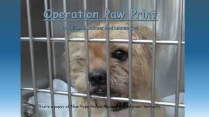 Discover them and find what you posted: This Is A Puppy At New Hope Animal Rescue In Henderson Kentucky Ppt Download