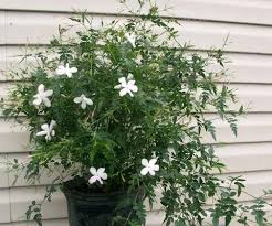 Image result for Jasminum fluminense