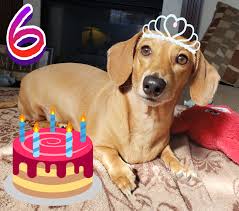 We did not find results for: Daisy S 6th Birthday Album On Imgur