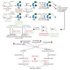 Mapping Proteome Wide Targets Of Glyphosate In Mice Sciencedirect
