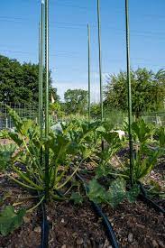 My July Community Garden Seen From A Different Perspective Community Gardening Zucchini Plants Home Vegetable Garden