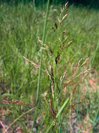 Image result for Agrostis epigejos
