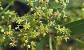 Image result for Coddia rudis