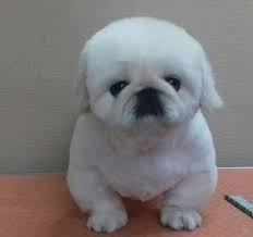 Pin By Frenchkiss On Dog Haircuts Pekingese Haircut Pekingese Puppies Pekingese Dogs