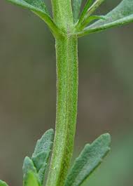 Image result for Melhania acuminata