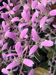 Image result for Congea