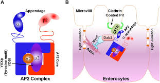 Localization of cystic fibrosis transmembrane conductance regulator mrna in the human. Ap2 A Modulates Cystic Fibrosis Transmembrane Conductance Regulator Function In The Human Intestine Journal Of Cystic Fibrosis