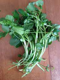 Grow Watercress Indoors Using Containers Indoor Vegetable Gardening Growing Vegetables Indoors Growing Herbs Inside