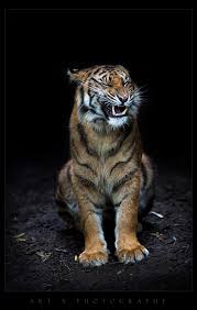 Hutan By Photo Net Photographer Art X Animals Beautiful Animals Animal Photography