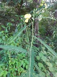 Image result for Aeschynomene uniflora