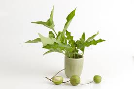 Image result for Rhinacanthus zambesiacus