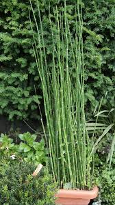 Riesenschachtelhalm Equisetum Hyemale Var Robustum Bepflanzung Pflanzen Schatten Teichpflanzen