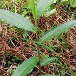 Image result for Aframomum alboviolaceum