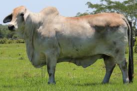 Affected brahman cattle grow poorly and have muscular weakness and neurologic disease. Why Buying American Brahman Cattle Is A Smart Choice Moreno Ranches