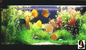 Discus Fish Akvaryum Evcil Hayvanlar Balik