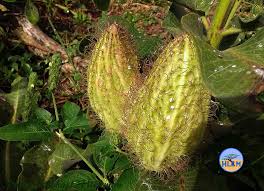 Image result for Xysmalobium